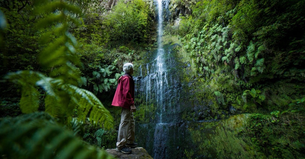 A walker in front of a slender waterfall among dense ferns and laurel trees on Madeira
