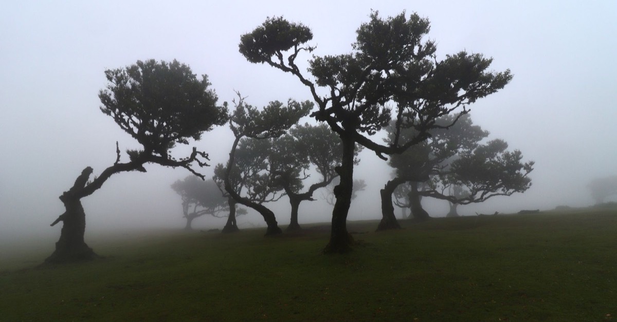 Ancient wind-shaped laurel trees standing in a pasture wrapped in the thick mist of Fanal