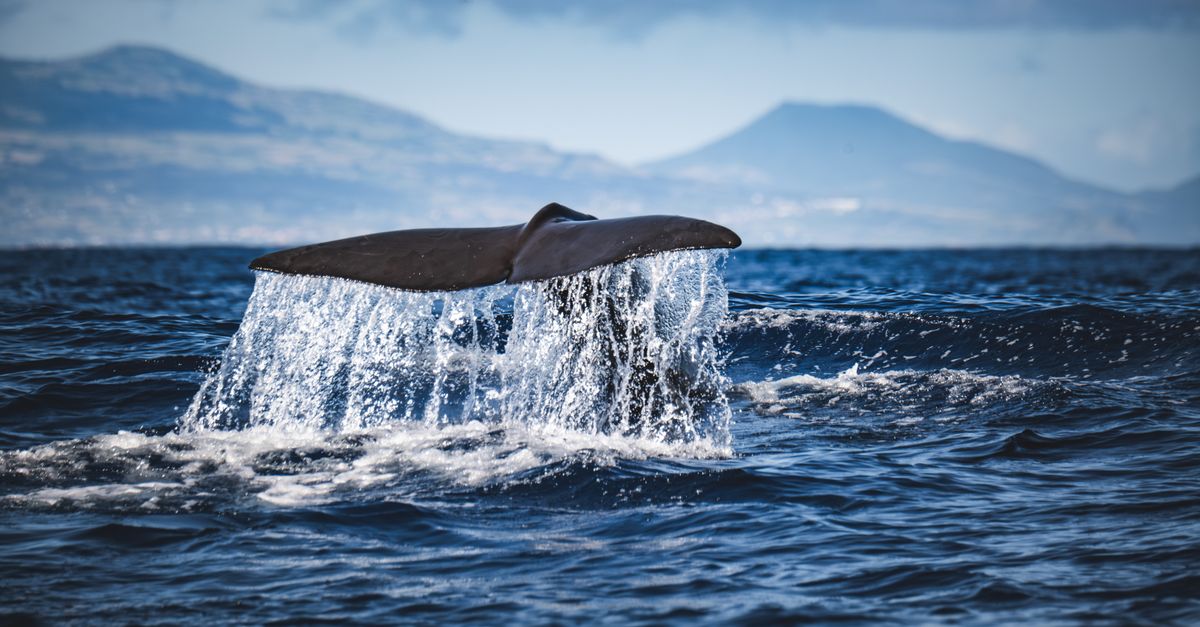 A whale's tail slaps down on the open sea, with a distant mountainous coastline beneath a clear sky behind it